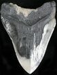 Large Megalodon Tooth - South Carolina #22590-2